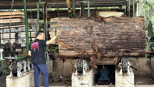 Inspecting a tropical hardwood log on the sawmill headrig